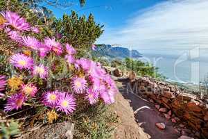 Pink flowers growing on a mountain with rugged hiking trail and blue sky background by the sea. Colorful flora in the carpobrotus edulis or ice plant species blooming in nature