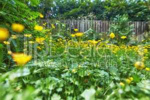 Meadow buttercups growing in a garden or backyard at home in spring. Group of a vibrant yellow ranunculus acris flowers blossoming and blooming in flowerbed. Lush green plants and wild horticulture