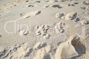 Footprints in beach sand along the coast on sunny day. Relaxing and peaceful landscape to enjoy and unwind for summer vacation or getaway. Dunes in the desert with grainy surface texture