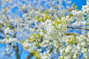 White Cherry blossom flowers blooming on a tree with a blue sky background. Beautiful and vibrant white plants growing on a branch outdoors on a spring day. Botanical foliage blossoming in a park
