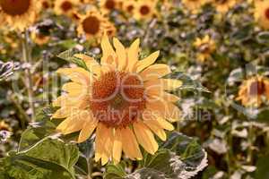 Common yellow sunflowers growing in a field or botanical garden on a bright day outdoors. Helianthus annuus with vibrant petals blooming in spring. Scenic landscape of plants blossoming in a meadow