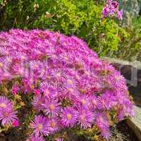 Purple drosanthemum floribundum succulent plants growing outside in their natural habitat. Nature has many species of fauna. A bed of flowers in a thriving forest (in Latin Lampranthus spectabills)