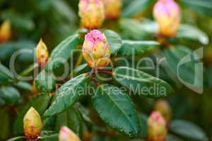 Rhododendron is a genus of 1,024 species of woody plants in the heath family, either evergreen or deciduous, and found mainly in Asia, although it is also widespread throughout the Southern Highlands of the Appalachian Mountains of North America.