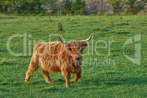 Brown hairy highland cow with horns on a green field in rural countryside with copy space. Breeding cattle and livestock on a farm for the beef industry. Landscape with animals in grazing nature