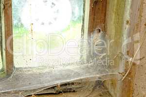 Closeup of an old window with webs and dirt in an abandoned home. Zoom in on wooden frame, texture and design of a messy timber wood styled window with macro details of a dusty, dirty surface