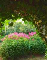 A view of a park with bush and balsam pink blossoms in the Alpine mountains in summer. Flowers in a beautiful garden. A blossom of balsam on a bright sunny day. wonderful tree in the background.