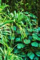 Vibrant leaves of Parasol leaf tree and Screw pine growing in undisturbed nature in Hawaii, USA. Broad leaf patterns in a soothing, calming forest. Leafy canopy in quiet harmony in a peaceful park