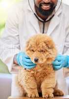 Doggy health is important too. Shot of an unrecognizable vet examining a dog in their office.