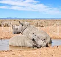 Two black rhinos taking a cooling mud bath in a dry sand wildlife reserve in a hot safari area in Africa. Protecting endangered African rhinoceros from poachers and hunters and exploitation of horns