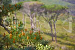 Pine trees growing in a nature park or lush spring forest. The flora and fauna around mountainside in South Africa, Western Cape. Aleppo plant with buds and needle like leaves in remote enviroment