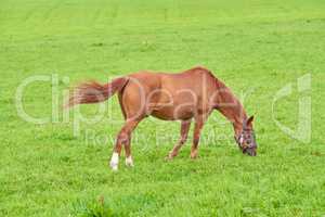 One brown horse grazing on an open green field on a meadow with copyspace. Chestnut pony or young foal eating grass on a ranch in the countryside. Tame equestrian farm animal freely roaming a pasture