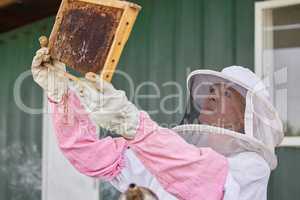Take the time to inspect your beehives. a woman working with a hive frame on a farm.
