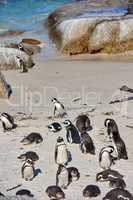 Black footed African penguin colony on Boulders Beach breeding coast and conservation wildlife reserve in South Africa. Group of protected, endangered, aquatic sea and ocean waterbirds for tourism