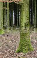 A forest with tall trees with green moss on them on an autumn day outdoors in nature. The landscape of the woods with detail of a vibrant tree trunk in the woodlands in the morning