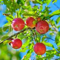 Delicious red apples on a tree with green leaves against blue sky background. Closeup of healthy organic fruit growing on an orchard on a sustainable farm. Nutritious fresh produce in harvest season