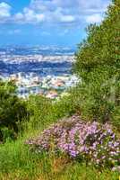 Purple flowers and lush grass on a trail with a beautiful cityscape from the top of Table Mountain in Cape Town, South Africa. Beautiful landscape scenery of greenery on adventure walk through nature