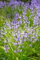 Closeup of spanish bluebell flowers or hyacinthoides non scripta blossoming in nature during spring. Closeup of bulbous and perennial purple plants with vibrant petals thriving in a garden outdoors