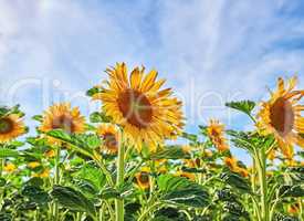 Mammoth russian sunflowers growing in a field or garden with a cloudy blue sky background. Closeup of beautiful tall helianthus annuus with vibrant yellow petals blooming and blossoming in spring