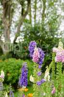 Pink and purple foxglove flowers in a garden in spring. Delicate plants growing on tall green stems in a backyard or park. Digitalis Purpurea on a sunny day in nature with copy space background
