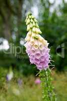 Colorful foxglove flowers growing in a backyard garden in summer. Digitalis purpurea wildflower opening up and blooming on a field or nature park in spring. Flowering plant in the countryside