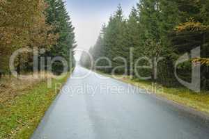 A road through the forest, tall trees with vibrant shades of green and brown leaves in a park or bushy woodland. A street leading to the perfect picnic spot, dreamy wallpaper of quiet woods