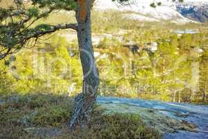 Environmental nature conservation or reserve of mountain pine trees in remote, coniferous forest in a serene and peaceful countryside. Landscape of fir, cedar plants growing in quiet woods in Germany