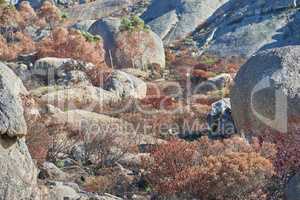 Large rocks on a mountain Lions Head in Cape Town, South Africa. Big stones and dry brown plants outdoors on a hiking trial. Wild landscape or boulders on the ground near a bushy area