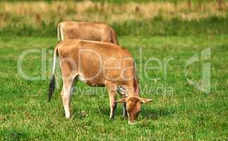 Two cows grazing on farm field on a sunny day on a lush meadow of farmland. Young brown bovine eating grass on an uncultivated field. Wild livestock or organic cattle for free range beef