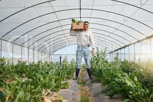 I enjoy heading such a sustainable farm. Portrait of a young man holding a crate of fresh produce while working in a greenhouse on a farm.