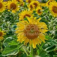 Closeup of a sunflower growing in a garden amongst greenery in nature during summer. Yellow flowering plants beginning to bloom on a green field in spring. Bright flora blossoming in a meadow