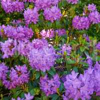 Purple Rhododendron growing in a backyard garden from above. Violet flowering plants blossoming and blooming in a park in summer. Beautiful flora flourishing in a meadow or on a field in nature