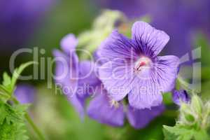 Closeup of blue cranesbill flowers with exposed stamen for pollination access in remote field, meadow or home garden. Macro texture detail of geranium plant growing, flowering or blooming in backyard