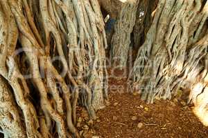 Closeup Banyan tree of Oaho growing wild on a sunny day. Many big overgrown roots growing into rich soil in Hawaii. Soothing views of a nature woodland landscape and its hidden beauty in a rainforest