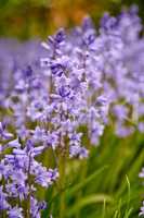 Bluebell flowers in a backyard garden in spring. Scilla siberica flowering plants growing in a secluded and remote park in nature. Beautiful violet wildflowers growing on a field or grassy meadow