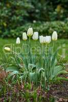 White tulip buds in a garden. Beautiful bunch of tulips growing in dark soil in a backyard. Spring perennial flowering plants grown as decoration in parks and for outdoor landscaping