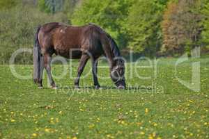 Beautiful wild brown horse eating grass in a meadow near the countryside. Equine stallion grazing on an open field with spring green pasture. Animal enjoying grass field on a ranch or animal farm