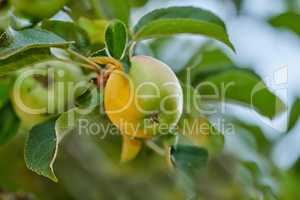 Closeup of a green apple ripening on a tree in a sustainable orchard on a farm in a remote countryside from below. Growing fresh, healthy agricultural fruit produce for nutrition and vitamins
