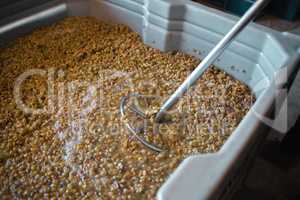 Still life of a plastic tub filled with grapes during a wine making process inside inside of a distillery. A steel tool used to press the juice out of the grapes in order to create a alcoholic product.