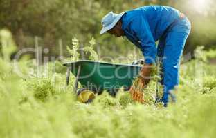 These carrots didnt grow themselves. Full length shot of a male farm worker tending to the crops.