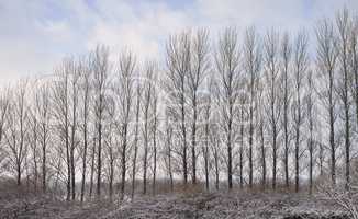 Tall naked trees on a field during winter on a cloudy winter day Big bare leafless trees standing in a row surrounded by dry arid shrubs and grass covered in bits of snow on empty grassland in nature