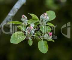 Copy space closeup of paradise apple flowers growing on green tree branch on sustainable orchard countryside farm with bokeh background. Farming fresh, healthy snack fruit for nutrition and vitamins