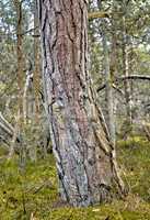 A big old tree trunk in a forest. The woods surrounded by lots of green dry grass, branches, twigs in an empty, eco friendly environment in summer. Wild nature landscape with wood textures