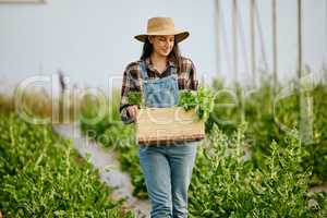 Couldnt ask for more. Shot of a young female farmer carrying freshly harvested produce.