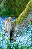 Blue forget me nots growing at the base of a tree in a beautiful summer forest. A scenic view of small perennials in an evergreen forest with fresh green in lush foliage against a natural background