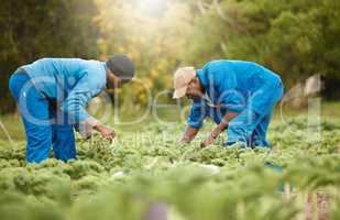 Many hands make light work. Full length shot of two male farm workers tending to the crops.