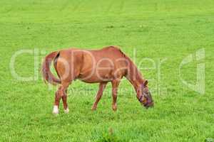 Small brown horse eating green grass alone from a field outdoors with copyspace on sunny day. Cute chestnut pony roaming freely on a pasture in the rural countryside. Foal being raised as a racehorse