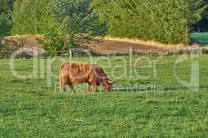 Grass fed Highland cow on farm pasture, grazing and raised for dairy, meat or beef industry. Full length of hairy cattle animal standing alone on green grass on remote farmland or agriculture estate