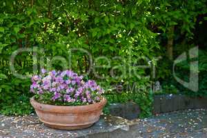 Pansies growing in a vase in backyard garden in summer. Beautiful hybrid plant blooming in a flowerpot on a lawn in spring outdoors. Tiny flowering plants budding in a yard outside. Flora in a holder