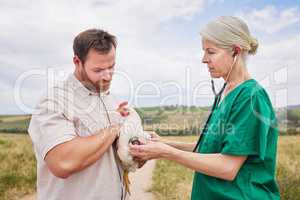 Doing a full healthcare assessment. a veterinarian using a stethoscope to assess a chicken on a poultry farm.