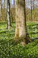 Tall trees in a vinrant lush forest with bright green plants and white flowers growing on a sunny spring afternoon. The landscape of the woods and detail of a tree trunk on a summer day